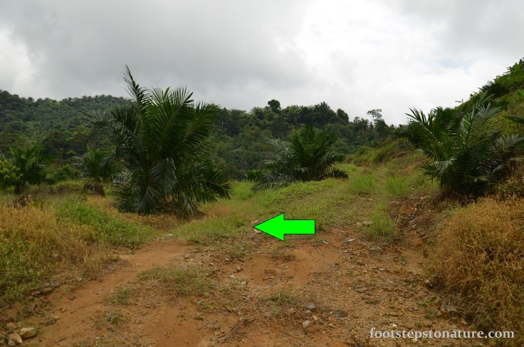 You’d come across this divider after crossing the stream. I took the path on the left as it was closer to the stream, going straight seemed like a big detour although it’s still possible. 