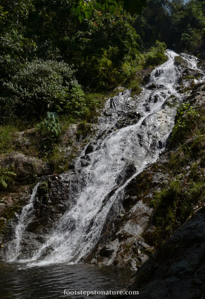 Standing at an estimated height of 30 meters, I present Jeram Perlus Waterfall! This type of fall is sloping as you can see making its waters gentle as it flows down from top. Moreover, the volume of water pouring down is spread out thereby reducing its power and momentum. This makes it ideal for lying back against the rock where the waterfall fuses with its pool below.