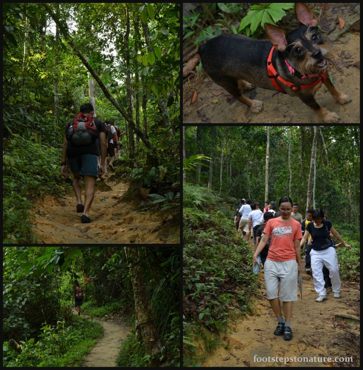 Initial phase of the hike made up of gradual slopes and a dog... what!